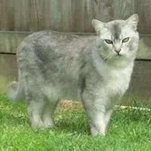 Burmilla