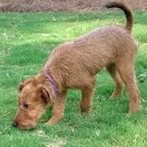 Irish Troodle (Designer Dog)