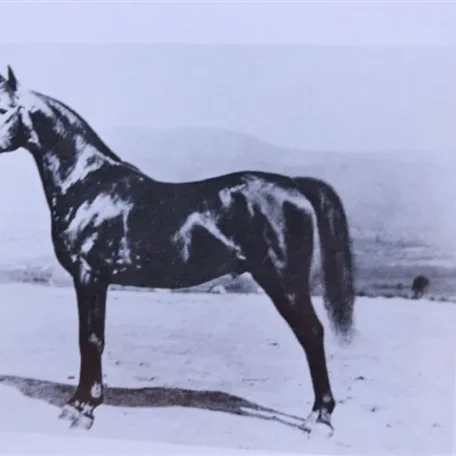 Daareyn (Raseyn x Raad) grey stallion, foaled July 29, 1940
bred by W.K. Kellogg Institute