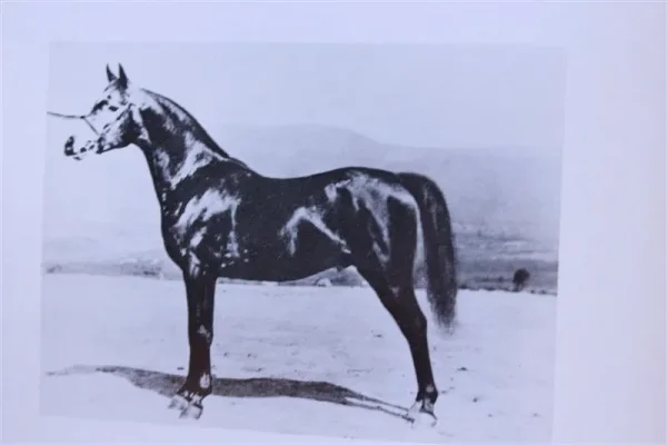 Daareyn (Raseyn x Raad) grey stallion, foaled July 29, 1940
bred by W.K. Kellogg Institute