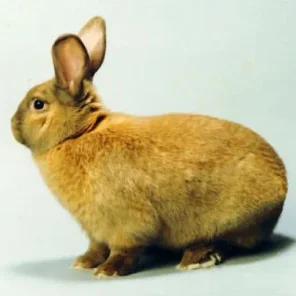 Breathtaking Bunny