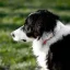 petstreet