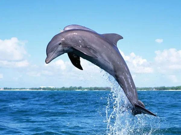 Flipper