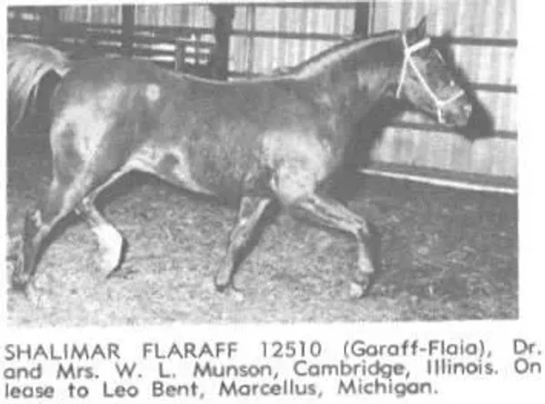 Shalimar Flaraff