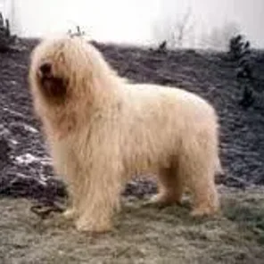 South Russian Ovcharka