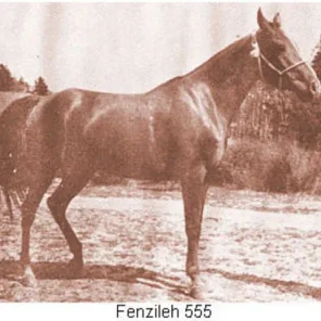 FENZILEH