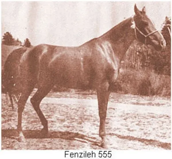 FENZILEH