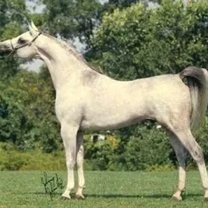 IMPERIAL IMDAL
