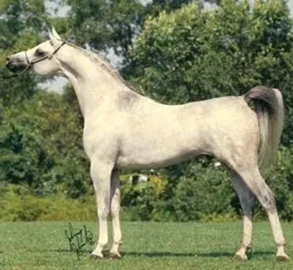 IMPERIAL IMDAL