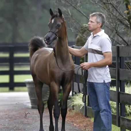 EXXALT
(Excalibur EA × Vesperra)
2014 Grey Purebred Arabian Colt