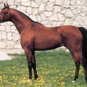 WOJSLAW