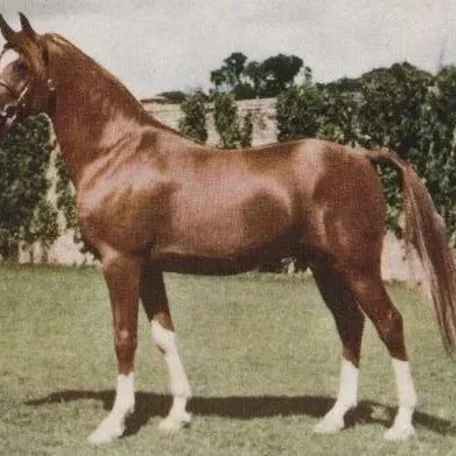 Dargee