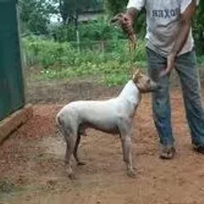 Jonangi