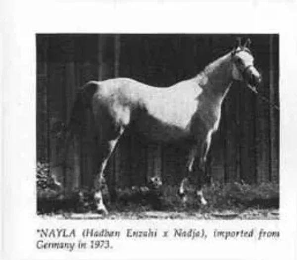 NAYLA