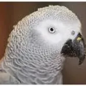 Pionus