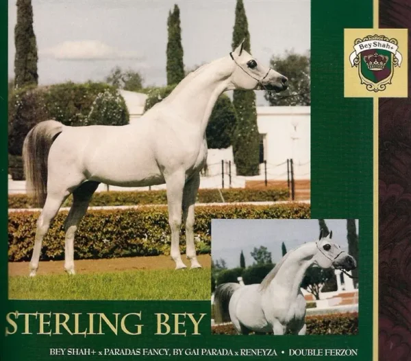 Sterling Bey