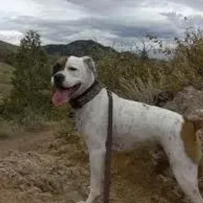 French Bulloxer (Designer Dog)