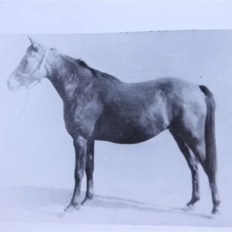Riwayat sired by Raseyn