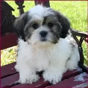 Shelchon (Designer Dog)