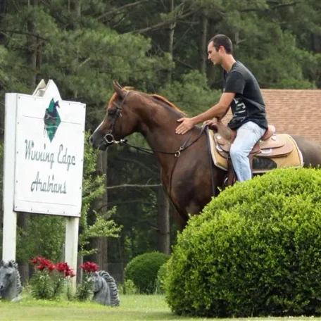 Brutti hacking around the front yard