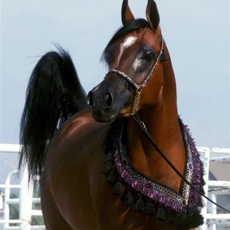 Lady Mystique M, foaled 2009. ABWC Top 5, Region 4 Top 5, Deseret I Champion, Deseret II Reserve Champion, AHAU 2012 High Point Pure Bred Mare Sire: Thee Masterpiece x Lady Marev Bred by McLaughlin Arabians. Owned by Ken & RaNae B Bangerter, Ut USA