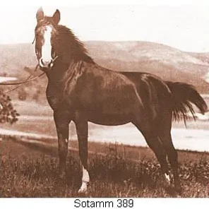 Sotamm