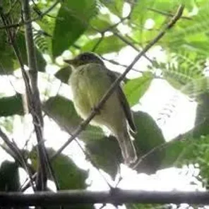 Sulphur-bellied Tyrant Manakin