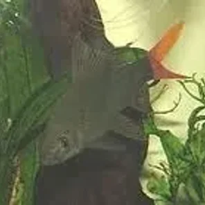 Cyprinids