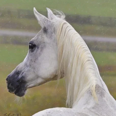 MPA Adiba...Straight Egyptian mare