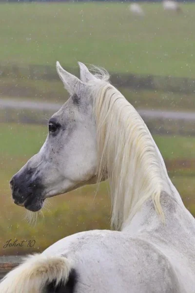 MPA Adiba...Straight Egyptian mare