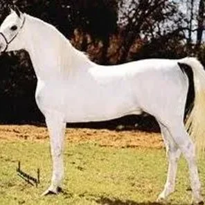 AL-MARAH RADAMES