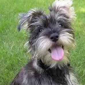 Snorkie (Designer Dog)
