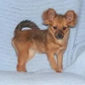 Pineranian (Designer Dog)