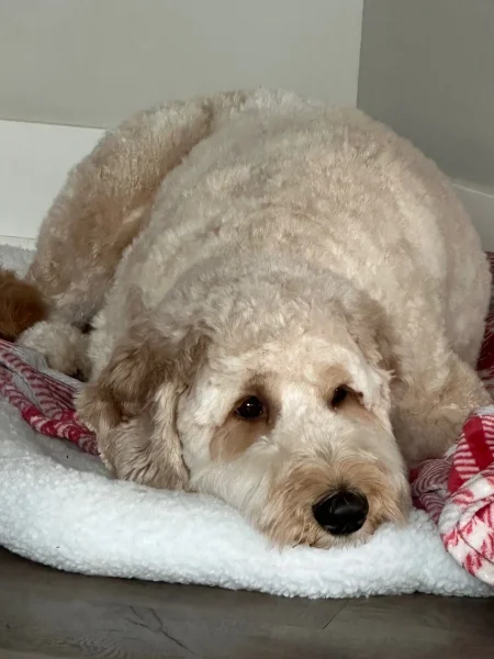 
          Baxter
        