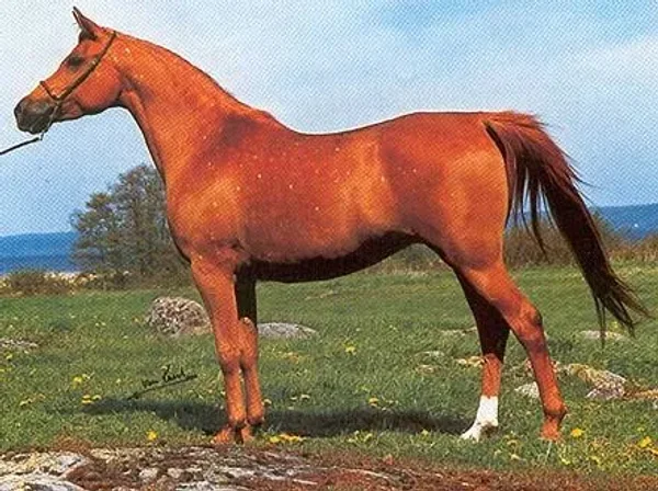 Galaxcja