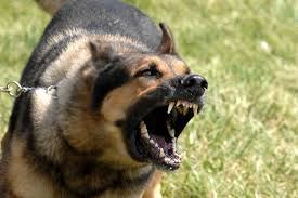 4 Natural Dog Barking Deterrents
