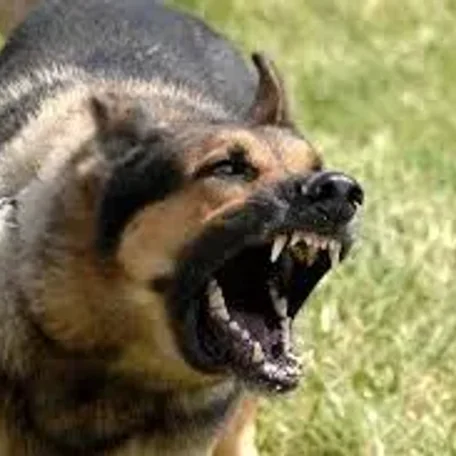 4 Natural Dog Barking Deterrents