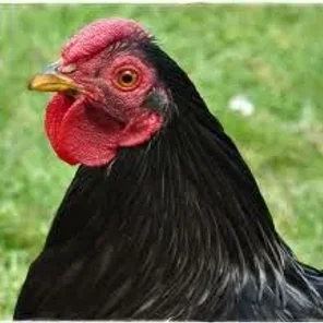 Black Wyandotte