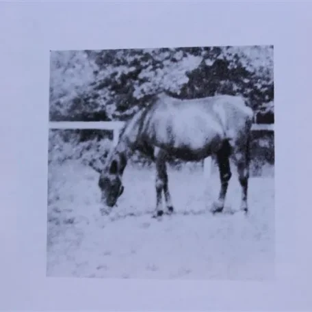 Ferdireyn (Raseyn x Ferdirah) bay mare, foaled January 17, 1940
bred by W.K. Kellogg Institute