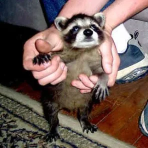 How to Care for a Pet Raccoon