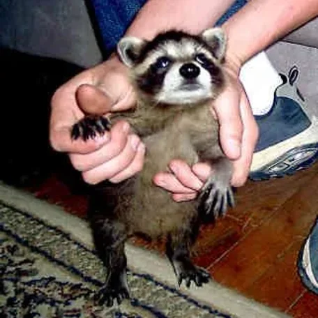 Not many people think of raccoons as pets, but they make great ones, if you're okay with their mischievous personality. Here's how to care for one!