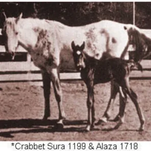 CRABBET SURA