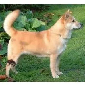 Korean Jindo