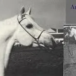 AL-MARAH RADAMES