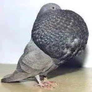 Gaditano Pouter
