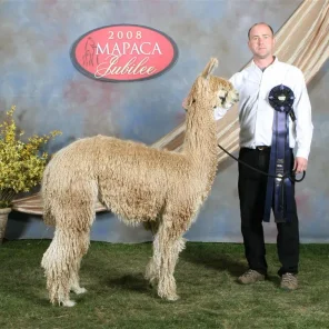 Alpaca Enthusiast
