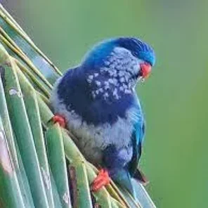 Ultramarine Lorikeet