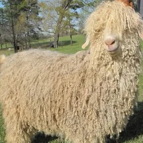 Angora Goat
