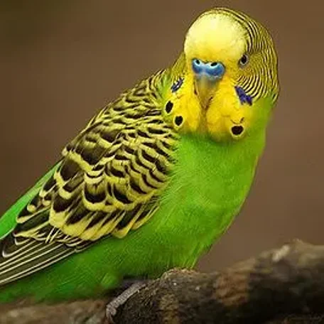 parakeet, cockatiel, parrotlette, lovebird
