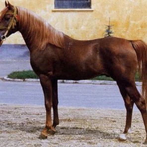 IBN GALAL I